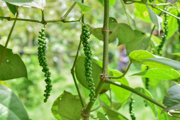 Pepper seeds tree, Pepper seeds, Green pepper seeds from Thailand country