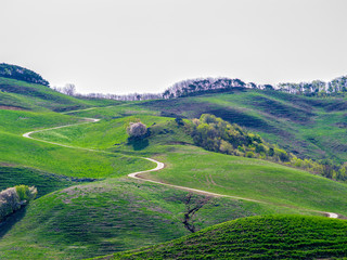 서산목장. 길. 봄. 풍경 . 서산시. 길. 목장. 초지. 초원. 아침풍경.