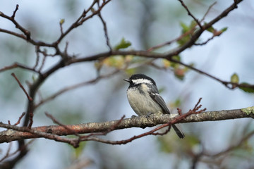 Obraz premium ハシブトガラ