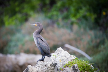 White breasted Cormorant bird sitting on a sandbank in an estuary in South Africa
