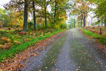 Fototapeta premium Country road