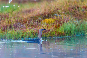 Red throated loon