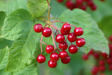 red viburnum
