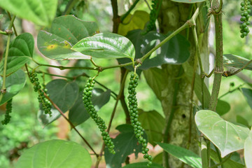 Pepper seeds tree, Pepper seeds, Green pepper seeds from Thailand country