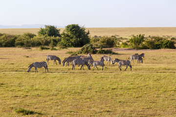 Fototapeta na wymiar Savanna landscape with grazing zebras