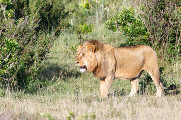 Male Lion walking in the bush on the savannah