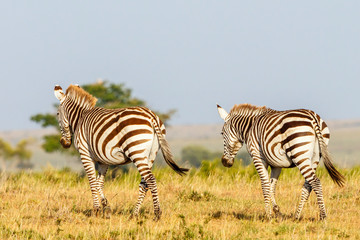 Fototapeta na wymiar Zebras in the African savannah landscape