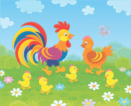 Family of a brightly colored rooster, a cute hen and little yellow chicks walking among flowers on green grass of a summer field, vector illustration in a cartoon style
