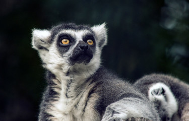 Obraz premium ring tailed lemur