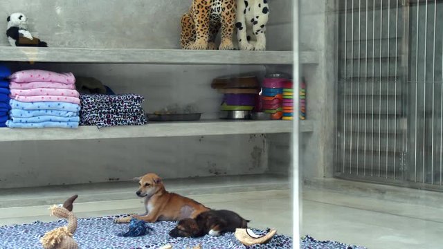 calm dogs lie together on warm carpet against shelves with animal shelter equipment in room bordered with glass