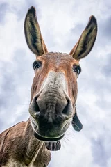Zelfklevend Fotobehang Donkey head close-up taken by downside © Nikokvfrmoto