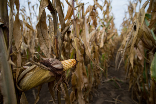 Corn Crops