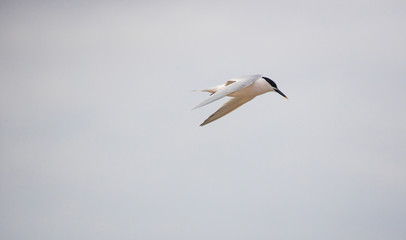 Close up image of terns in an estuary in south africa