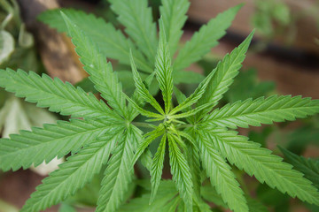 Detail of cannabis sativa plant growing