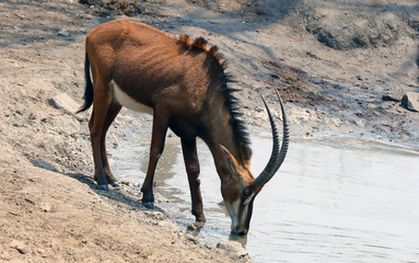 Young Male sable antelope drain king © michael luckett