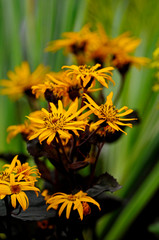 Close up of flowering Ligularia 'Britt-Marie Crawford'
