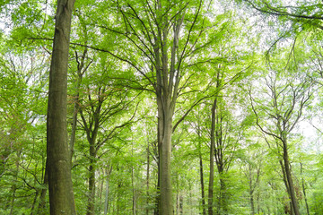 Beech trees green forest landscape