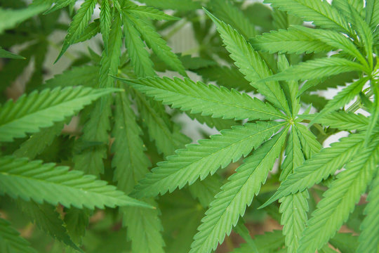 Hemp plant green foliage close up