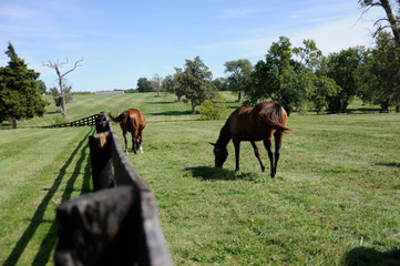 Thoroughbreds on Kentucky horse farm