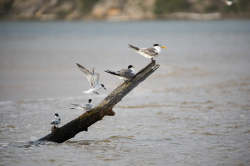 Close up image of terns in an estuary in south africa