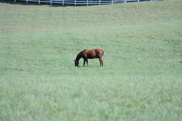 Thoroughbred horse in Kentucky