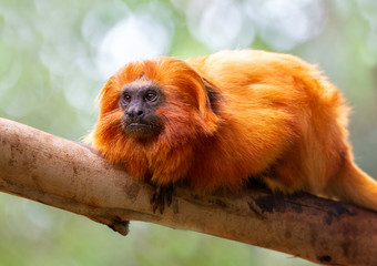 Red titi monkey on the branch