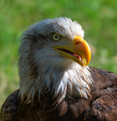 Portrait of American eagle with green background