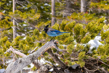 Steller's Jay - A close-up view of a Steller's jay hopping on a snow-covered pine tree branch on a bright sunny Spring day at shore of Dream Lake in Rocky Mountain National Park, Colorado, USA.