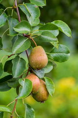 Pear fruit on a tree branch in the afternoon after the rain. The concept of gardening