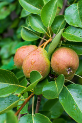 Organic Pears. Juicy flavorful pears of nature background. A pear on a tree Selective focus on pears.