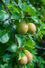 Juicy fragrant pears on the background of nature after the rain. Pear on the tree selective focus on pears.