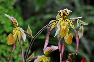 Close up of the exotic Orchid Paphiopedilum Lebaudyanum ( haynaldianum x philippinense ) in a conservatory