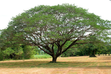 Fototapeta premium large tree with many branches