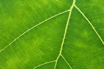 Close Up Of Green Leaf Texture