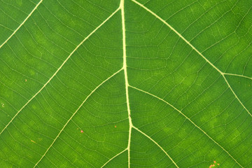 Close Up Of Green Leaf Texture