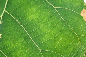 Close Up Of Green Leaf Texture