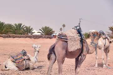 Middle eastern camels in a desert. Africa, Sahara Desert with camels.