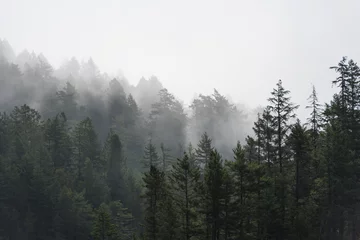 Photo sur Aluminium Gris 2 Paysage d& 39 arbre brumeux du nord-ouest du Pacifique, Amérique du Nord