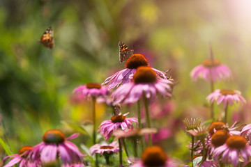 Butterfly pollinating wildflowers in the summer meadow