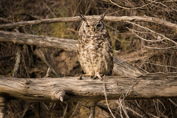 Close up portrait of an cape eagle owl sitting on a branch in the early morning sunshine