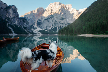 dog on lake braies in italy. Australian Shepherd in a boat. pet travel to Lago di Braies