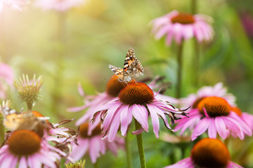 Butterfly pollinating wildflowers in the summer meadow