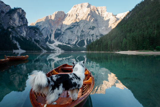 dog on lake braies in italy. Australian Shepherd in a boat. pet travel to Lago di Braies