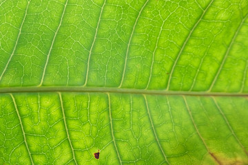 Close Up Of Green Leaf Texture
