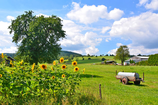 Sunflowers with a farm buildings on background in a sunny summer day