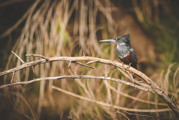 Close up image of a giant kingfisher on a perch next to a river in south africa