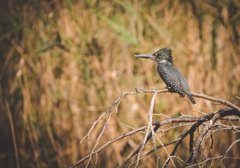 Close up image of a giant kingfisher on a perch next to a river in south africa
