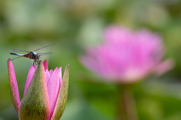 beautiful water lily bloom in pond
