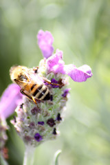 Biene auf Lavendelblüte