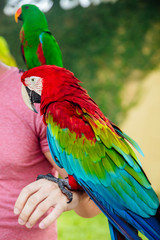 Red and green macaw on a hand